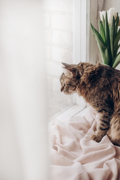 Mooie kat die met grappige emoties naar het raam kijkt op de achtergrond van een kamer met tulpenkat die op een vogelruimte jaagt voor tex