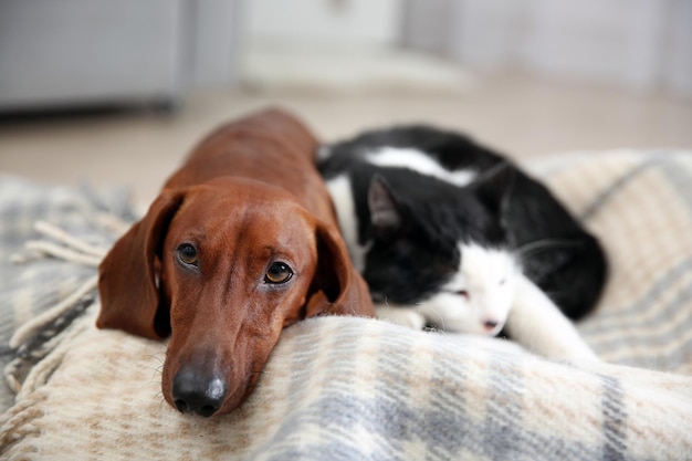 Mooie kat en dachshund hond op plaid