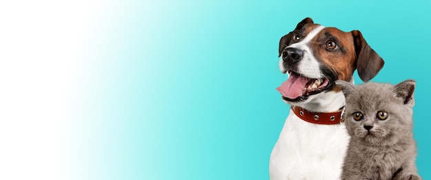 Mooie kat en hond voor een lichte achtergrond