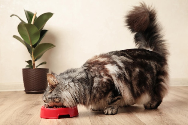 Mooie kat eten voor gezelschapsdieren op lichte achtergrond schattig huisdier