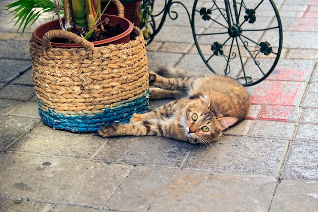 Mooie kat in de straten van Nicosia, Cyprus