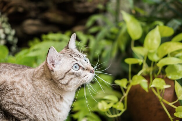 Mooie kat in de tuin.