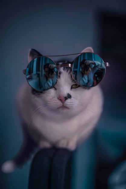 Mooie kat in zonnebril