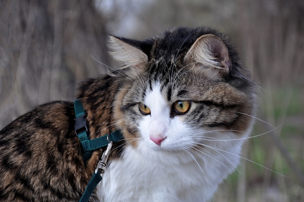 Mooie kat Kurilian bobtail loopt in het voorjaar in het park aan de leiband