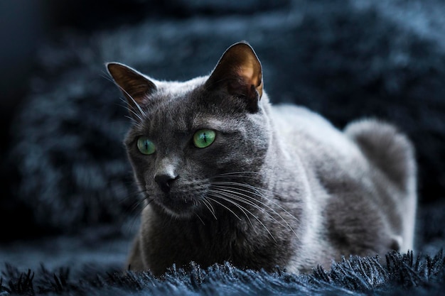 Mooie kat liggend op zwart tapijt licht uit het raam op zijn lichaam