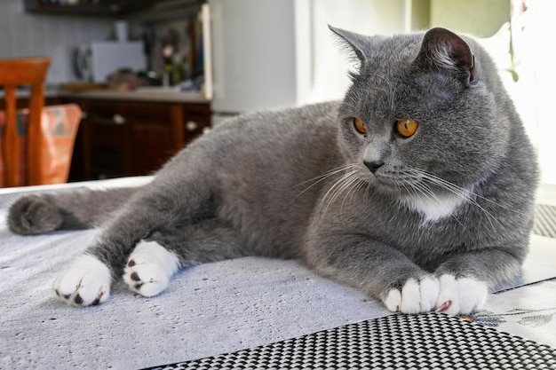 Mooie kat ligt in de keuken op tafel