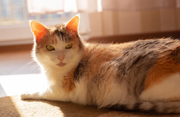 Mooie kat ligt in de zon