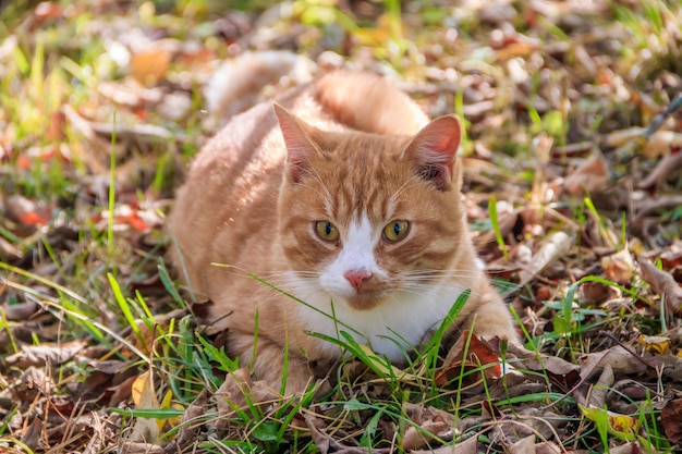 Mooie kat ligt op het gras met bladeren. pet. kat voor een wandeling