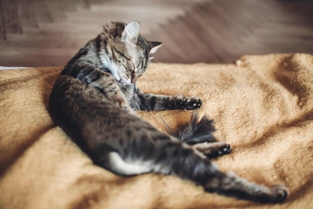 Mooie kat likt en wast zichzelf op stijlvolle gele deken met grappige emoties in rustieke kamer schattig tabby verzorgen en pelsruimte schoonmaken voor tekstverzorgingsconcept