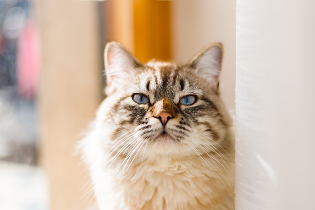 Mooie kat met blauwe ogen die bij een zonnig venster zitten