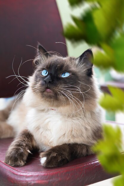 Mooie kat met blauwe ogen zit op een stoel.