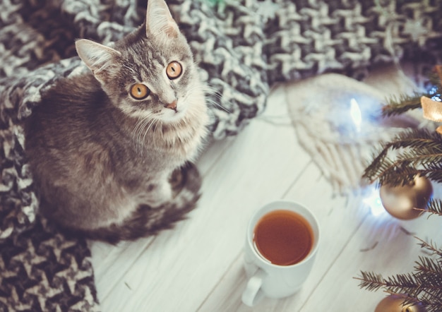 Mooie kat met een kopje thee in de buurt van de kerstboom