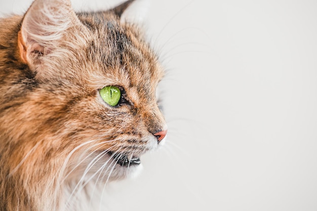 Mooie kat met groene ogen op een grijze achtergrond