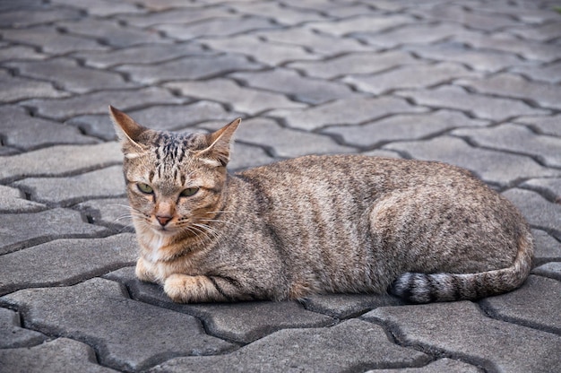 Mooie kat met ogen die er bruin uitzien leuke kattenkat die speelse kat ontspannende vakantie liggen