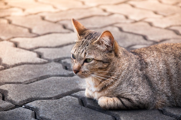 Mooie kat met ogen die er bruin uitzien Leuke kattenkat die speelse kat ontspannende vakantie liggen