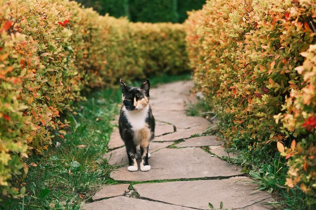 Foto mooie kat met ongewone veelkleurige vacht die buiten in het herfstpark loopt