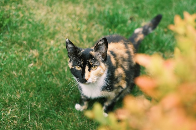 Mooie kat met veelkleurige vacht van zwart oranje en wit zit buiten op het groene gras