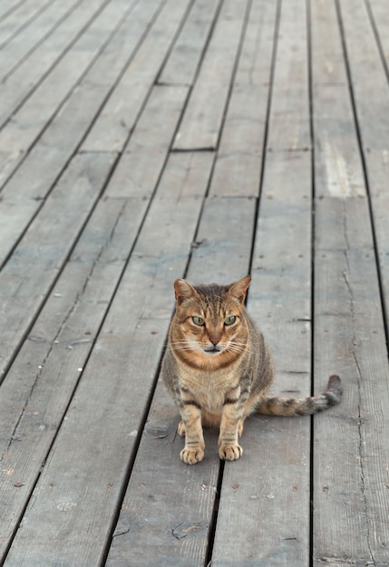 Mooie kat op de achtergrond van houten planken