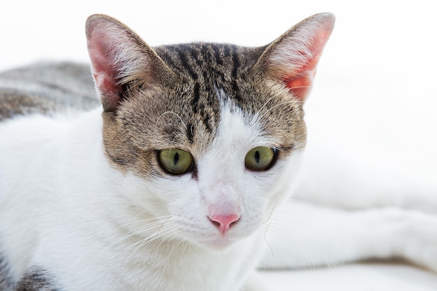 Mooie kat op witte achtergrond.