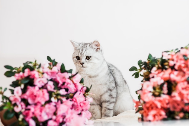 Mooie kat spelen met bloempotten