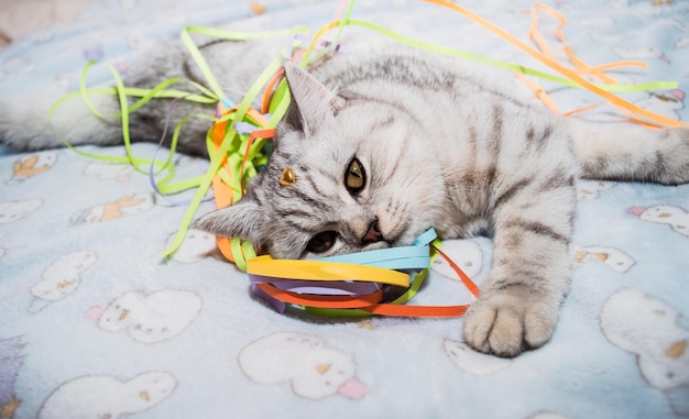 Mooie kat spelen met gekleurde linten Grijze grappige kitten