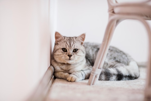 Mooie kat spelen met speelgoed in een halsband