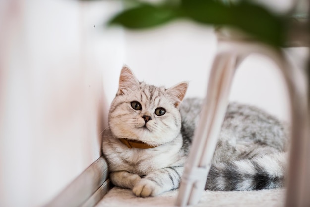 Mooie kat spelen met speelgoed in een halsband