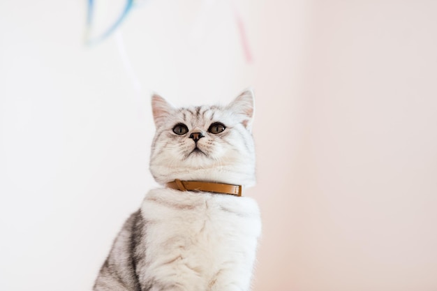 Mooie kat spelen met speelgoed in een halsband