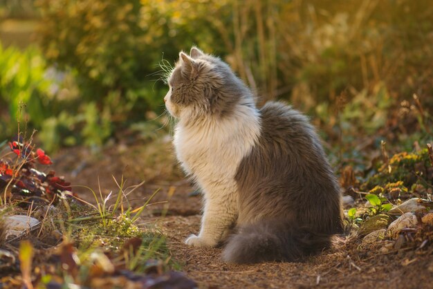 Mooie kat zittend in een bloemenveld