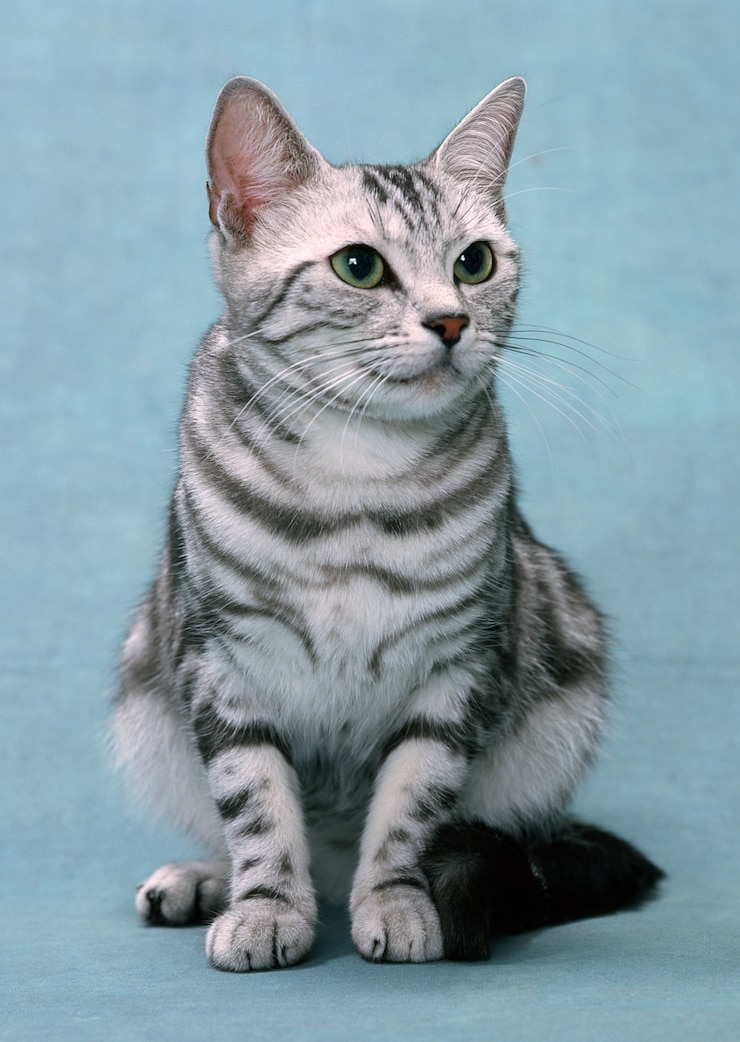 Foto mooie katten