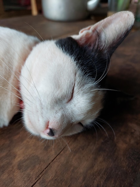 Mooie kattenslaap op een tafel