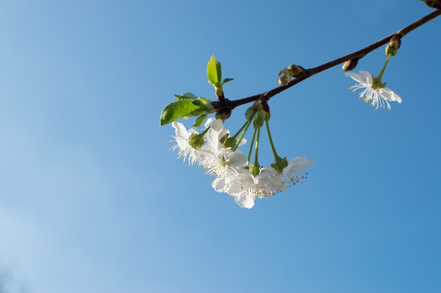 Mooie kersenbloemen in lentetuin. Witte fruitbloesems in park