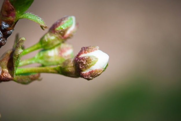 Mooie kersenbloemen. Sakura