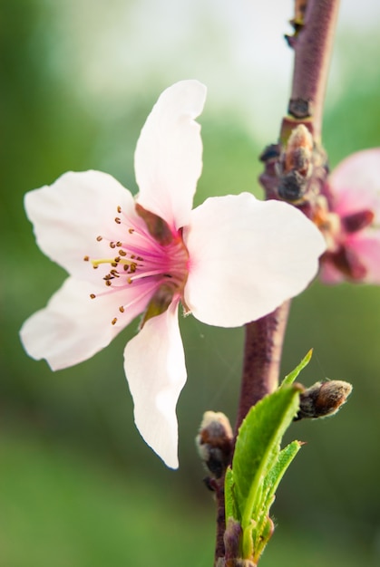 Mooie kersenbloemen. sakura