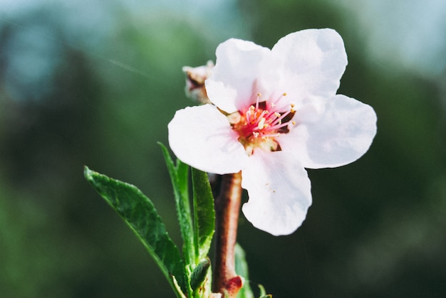 Mooie kersenbloemen. Sakura