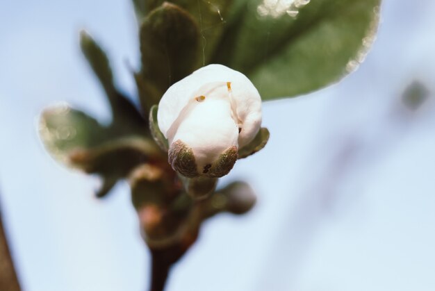 Mooie kersenbloemen. Sakura