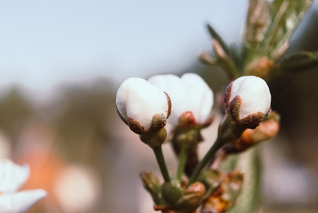 Mooie kersenbloemen. Sakura