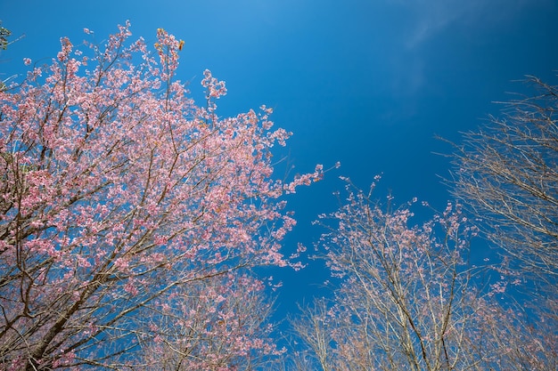Mooie kersenbloesem bloem in bloei met tak op blauwe lucht voor de lente