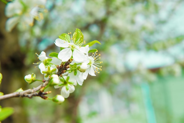 Mooie kersenbloesem in de lente Bloesemboom over aardachtergrond Lenteachtergrond