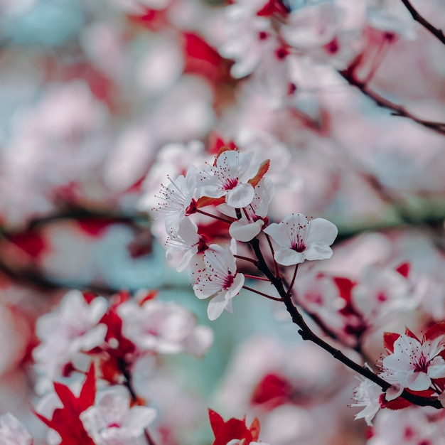 Mooie kersenbloesem in de lente, sakurabloem