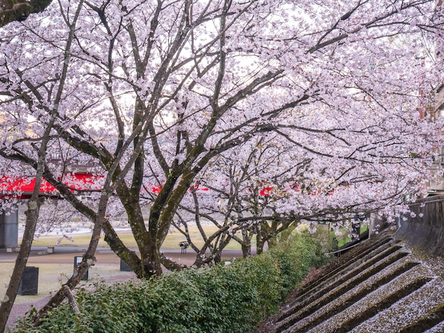 Foto mooie kersenbloesem in het park - lente in japan