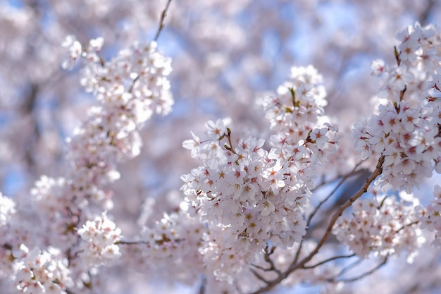 Mooie kersenbloesem of roze Sakura-bloemboom in lentetijd