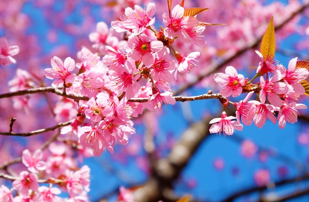 Mooie kersenbloesem, roze sakura bloem met blauwe lucht in de lente