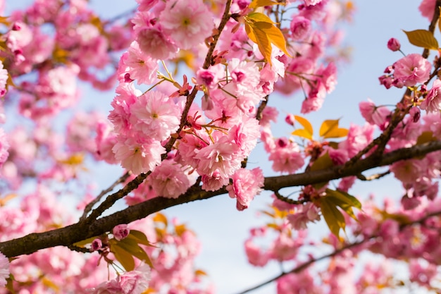 Mooie kersenbloesem sakura in het voorjaar