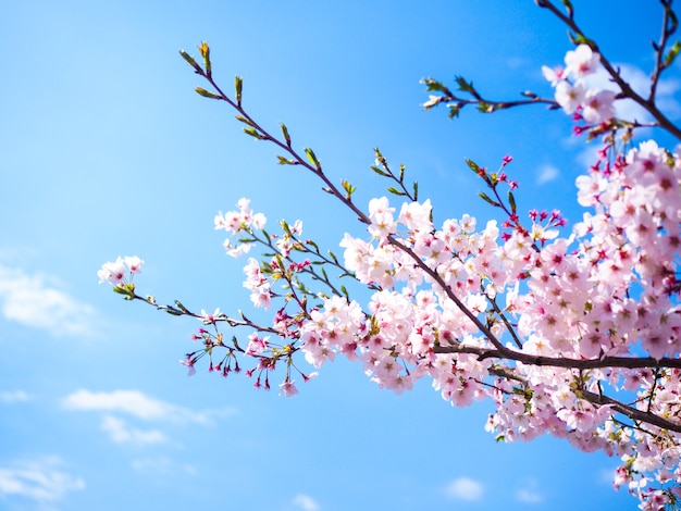 Mooie kersenbloesem, sakura, in Tokio - Japan