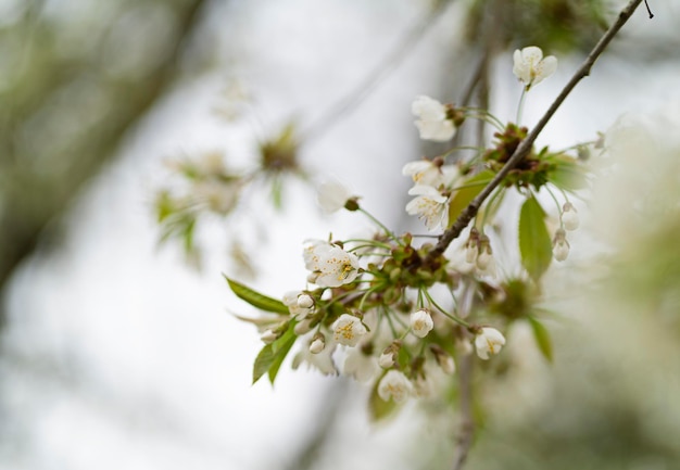 Mooie kersenbloesems bloeien in het voorjaar Kersenbloesem op een onscherpe achtergrond