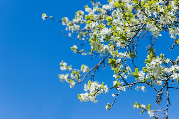 Mooie kersenbloesems in de Japanse tuin Sakura gardenwhite bloeiende amandelboom met bokeh licht en blauwe hemelachtergrond