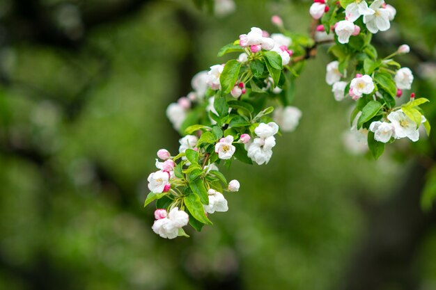 Mooie kersenbloesems in het voorjaar