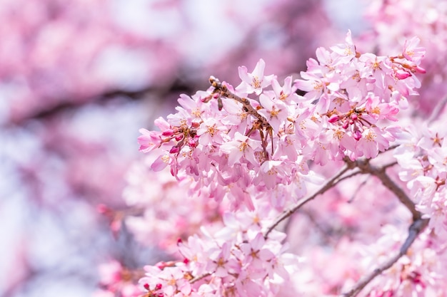 Mooie kersenbloesems sakura boom bloeien in de lente