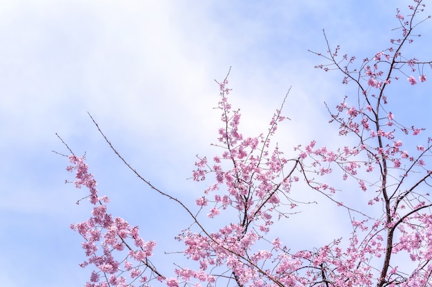 Mooie kersenbloesems sakura boom bloeien in de lente